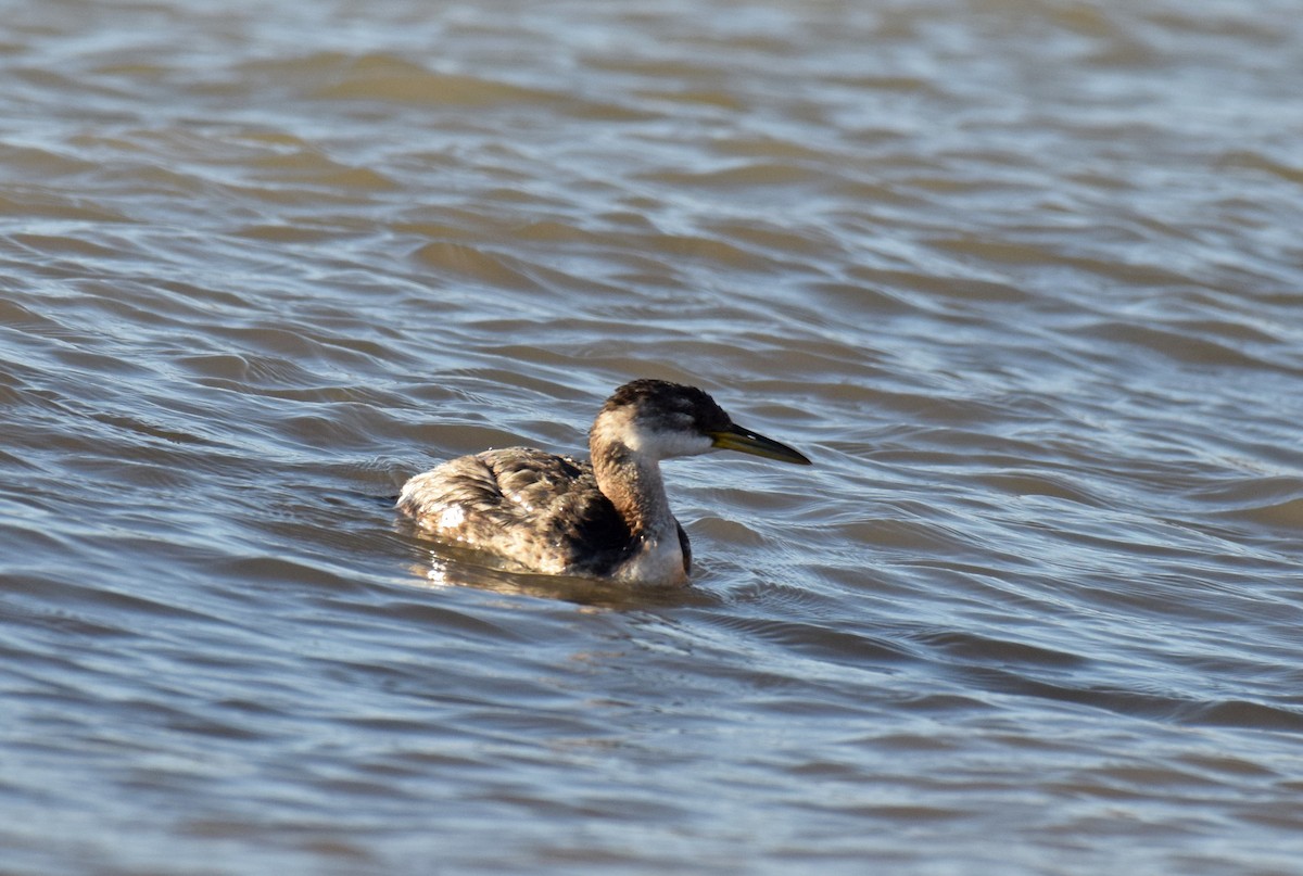 Red-necked Grebe - ML123302331