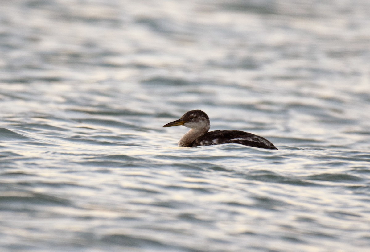 Red-necked Grebe - ML123302361