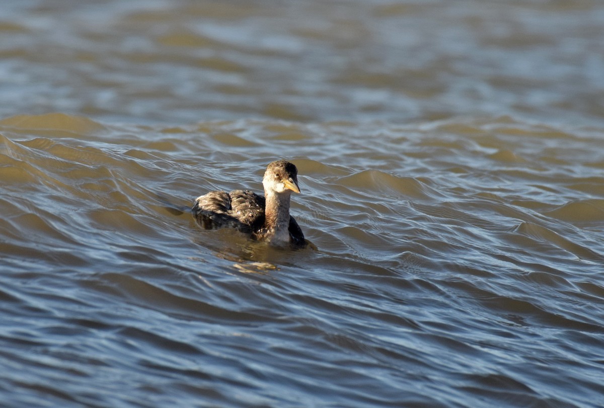 Red-necked Grebe - ML123302371