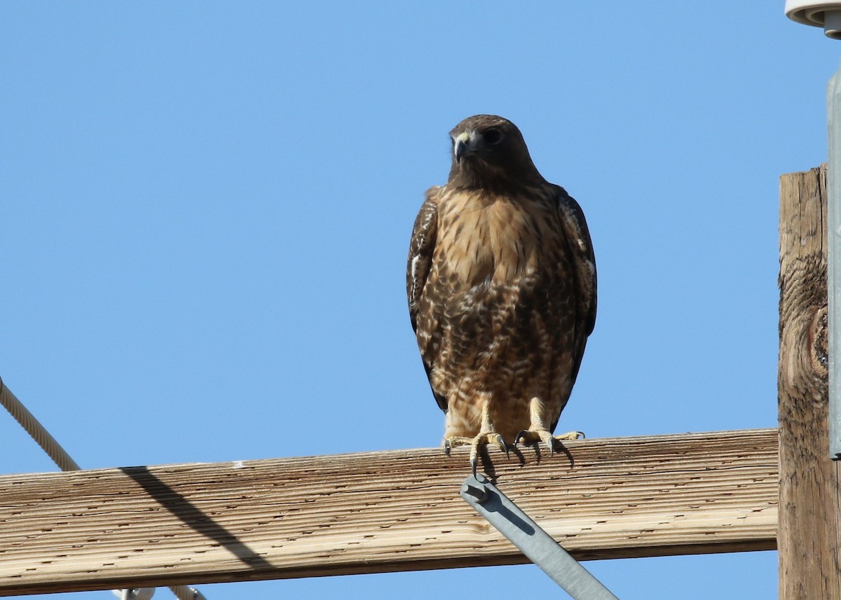 Red-tailed Hawk - ML123302411