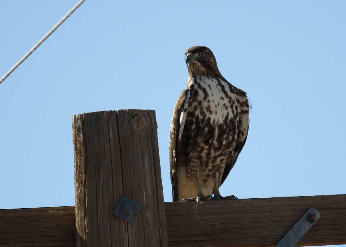 Red-tailed Hawk - ML123302421