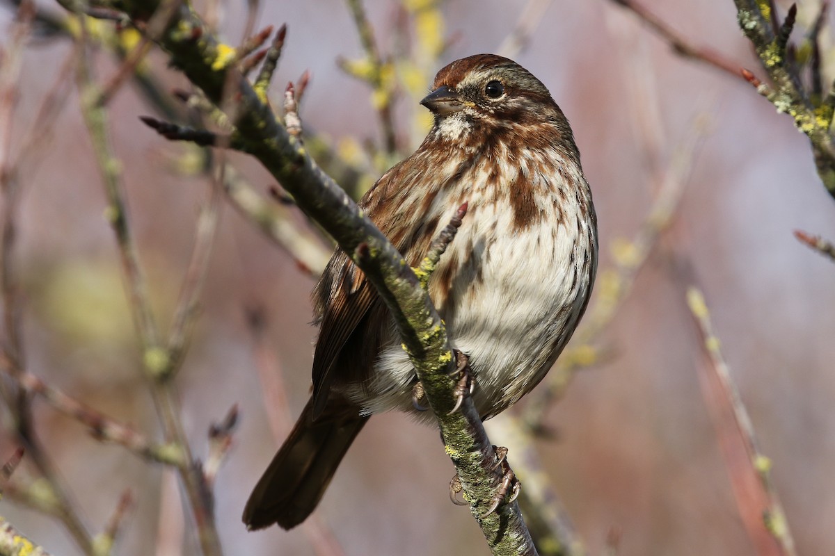 Song Sparrow - Blair Dudeck