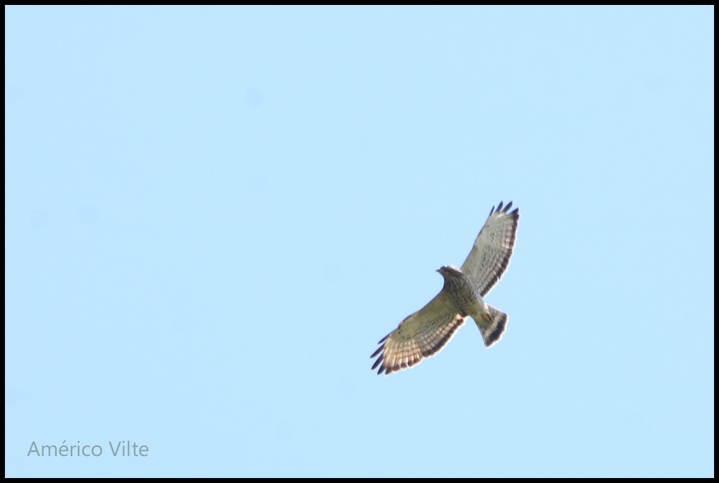 Broad-winged Hawk - Americo Vilte
