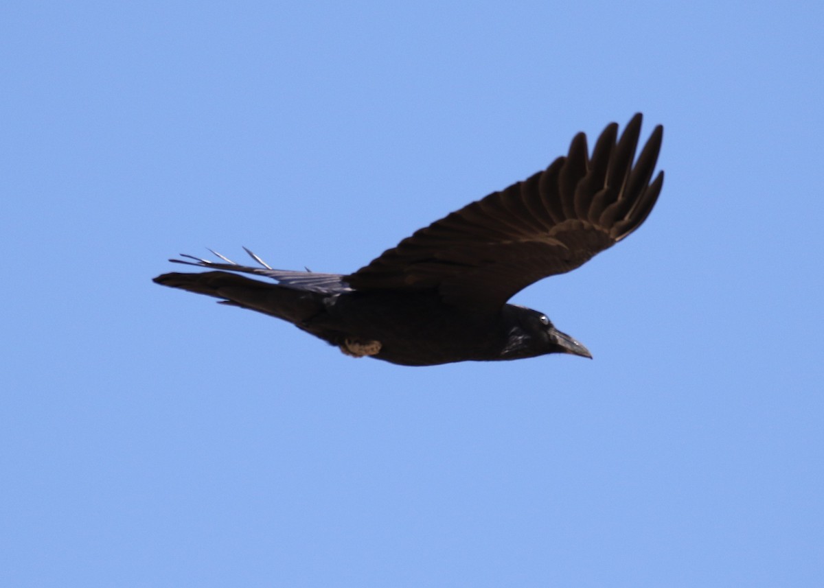 Common Raven - ML123303931