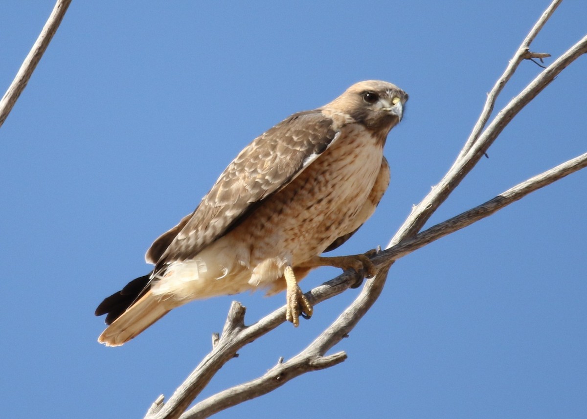 Red-tailed Hawk - ML123304041