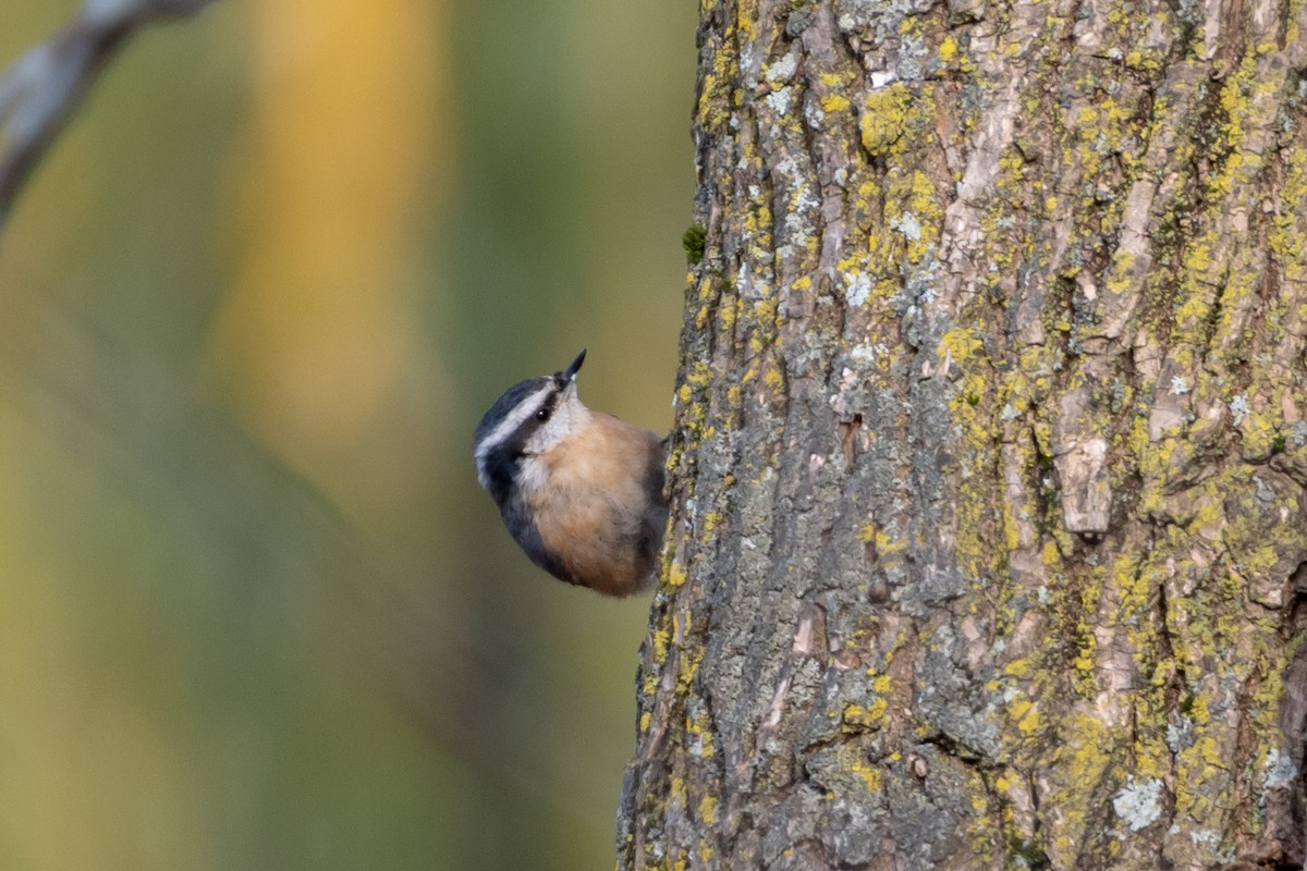 Red-breasted Nuthatch - ML123304721