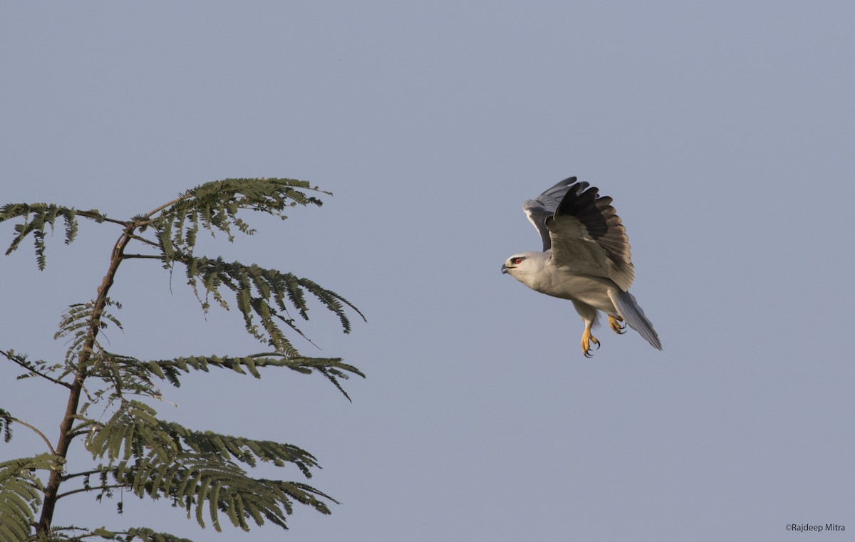 Black-winged Kite - Rajdeep Mitra