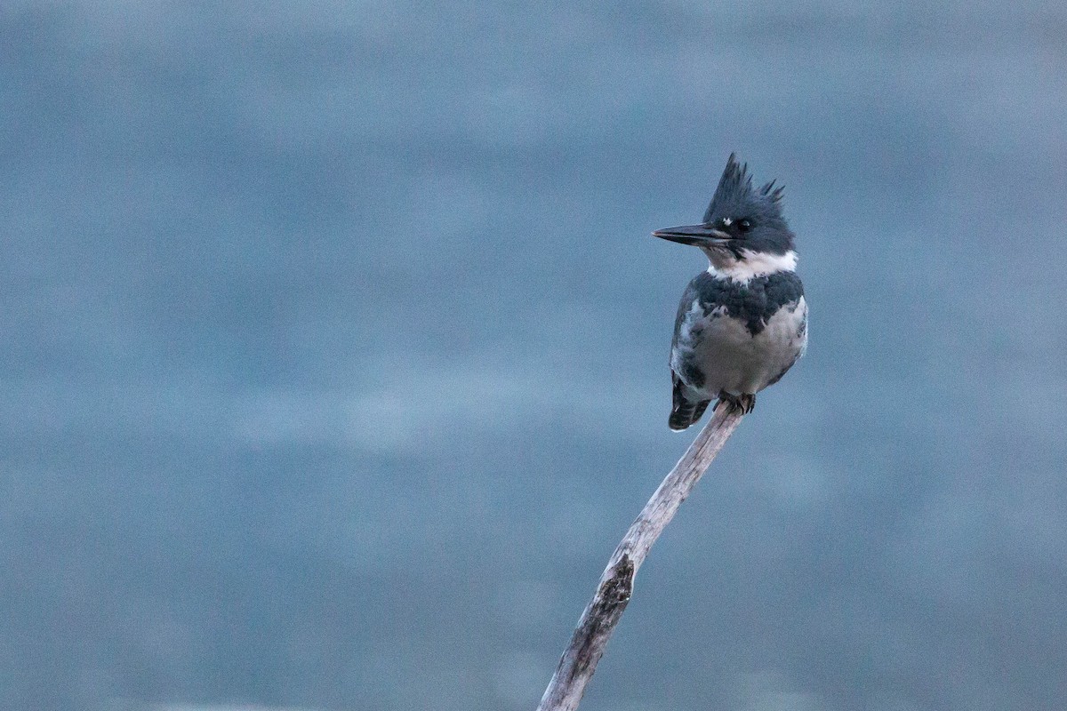 Belted Kingfisher - Tanner Martin