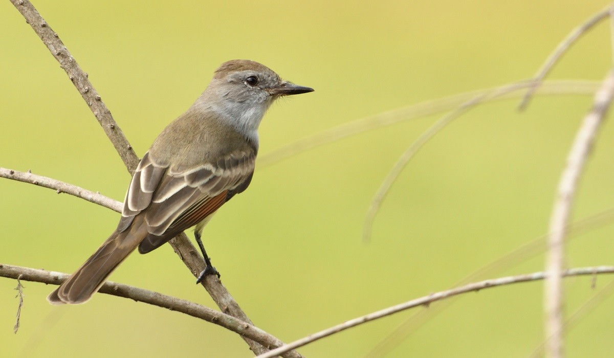 Brown-crested Flycatcher - Antonio Robles