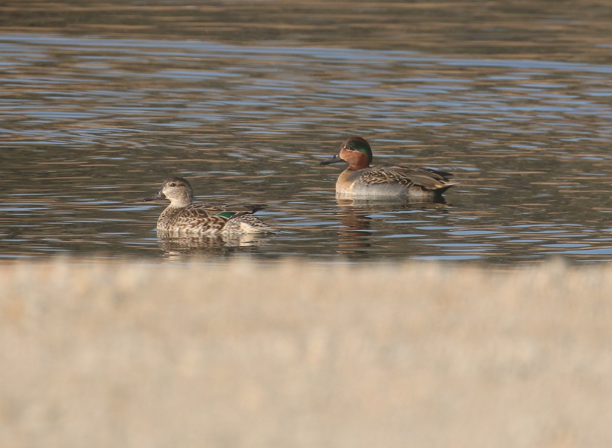 Green-winged Teal - ML123311441