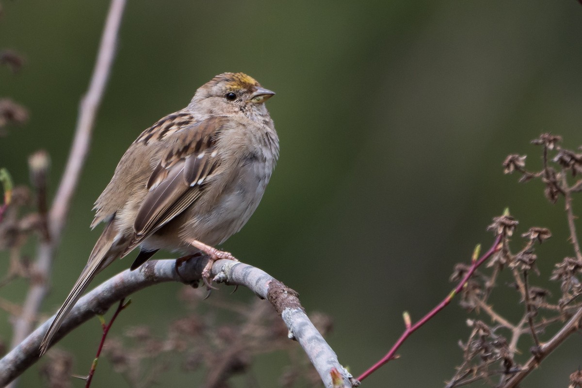 Golden-crowned Sparrow - Grace Oliver