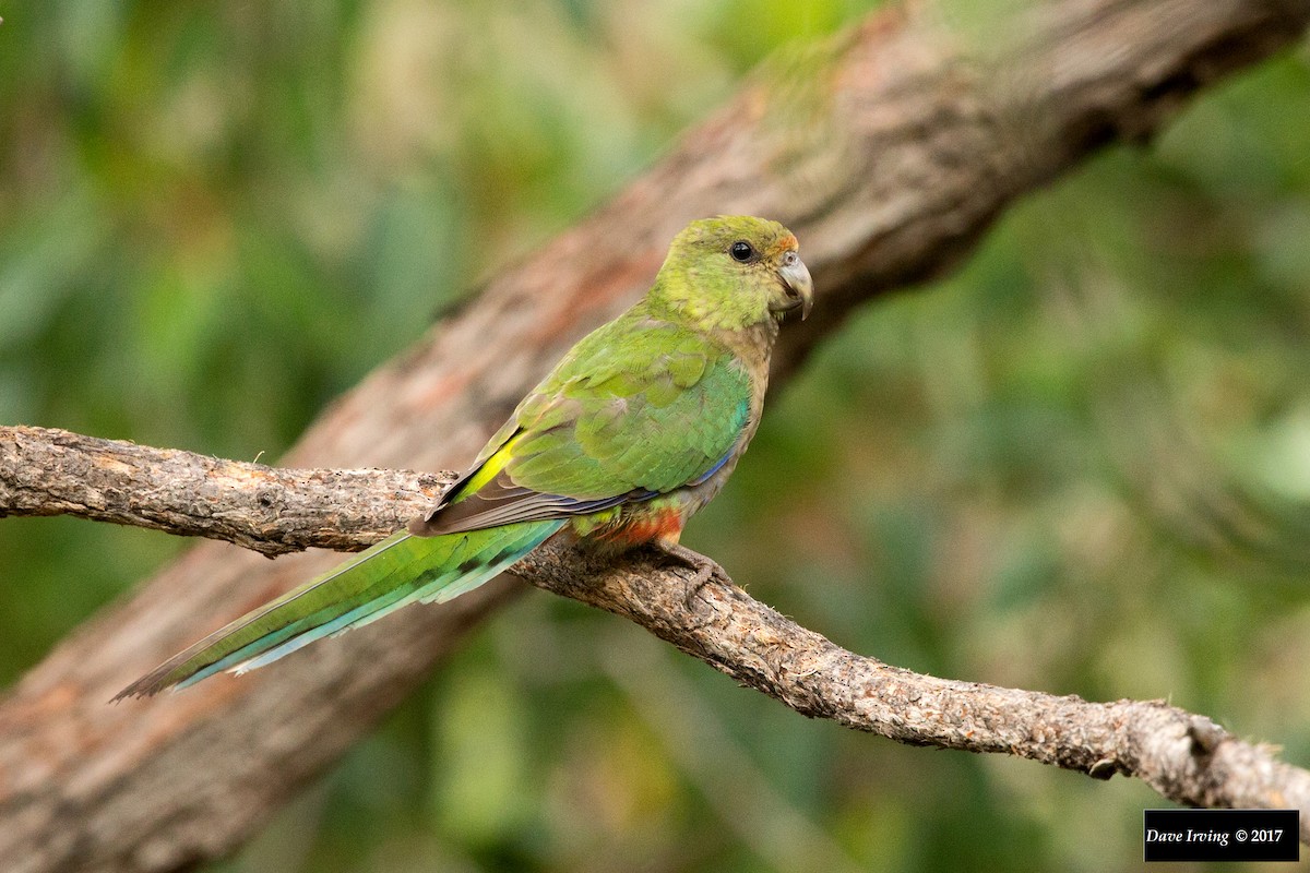 Red-capped Parrot - David Irving