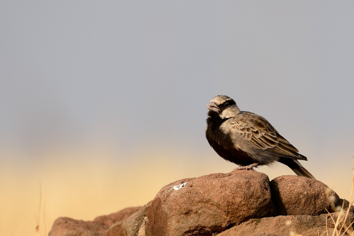 Ashy-crowned Sparrow-Lark - ML123315321