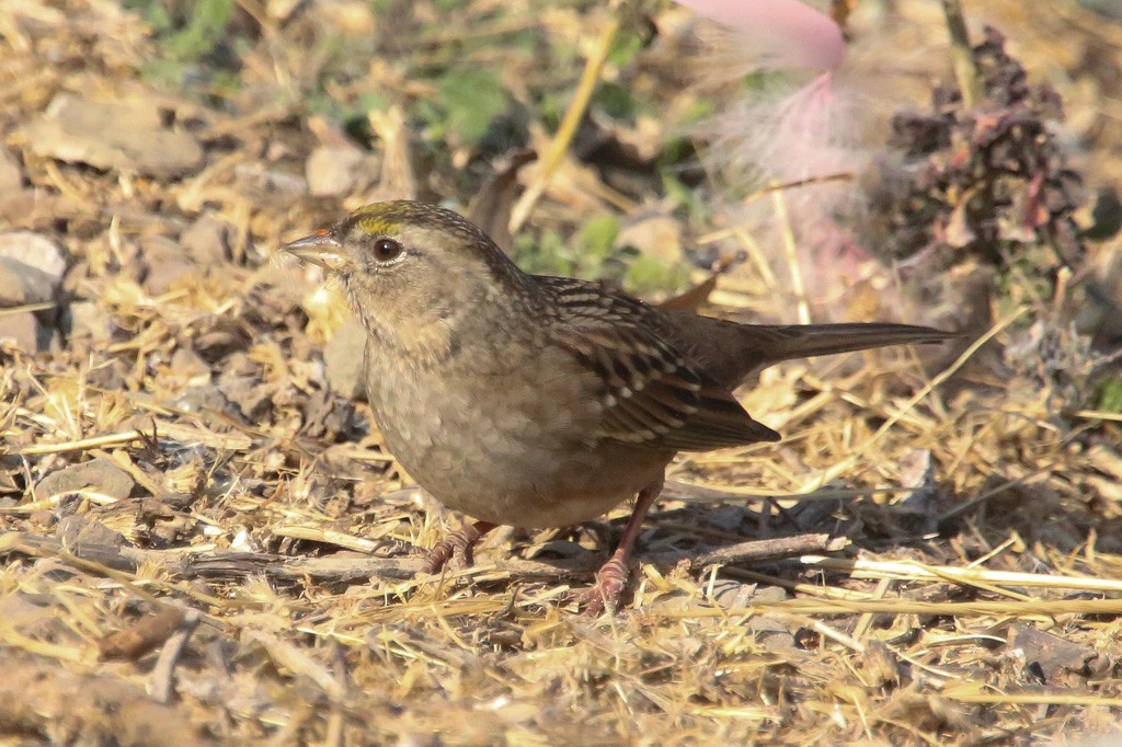 Golden-crowned Sparrow - Barry Langdon-Lassagne
