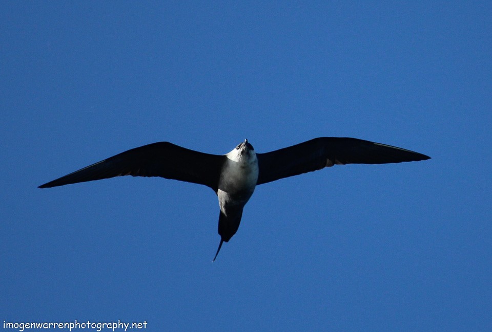 Long-tailed Jaeger - ML123318361