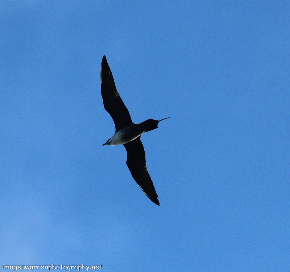 Long-tailed Jaeger - ML123318371