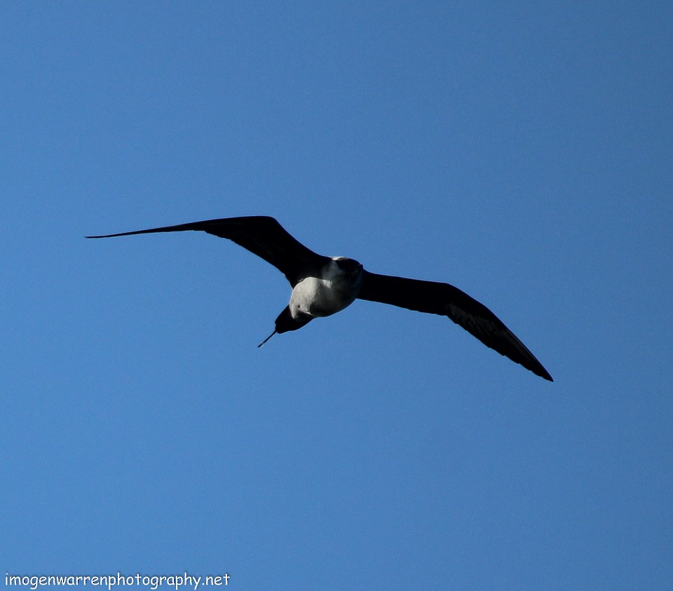 Long-tailed Jaeger - ML123318391