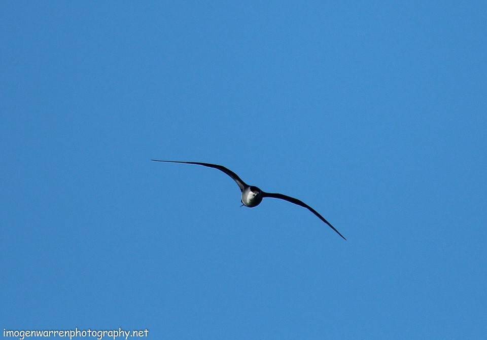 Long-tailed Jaeger - ML123318401