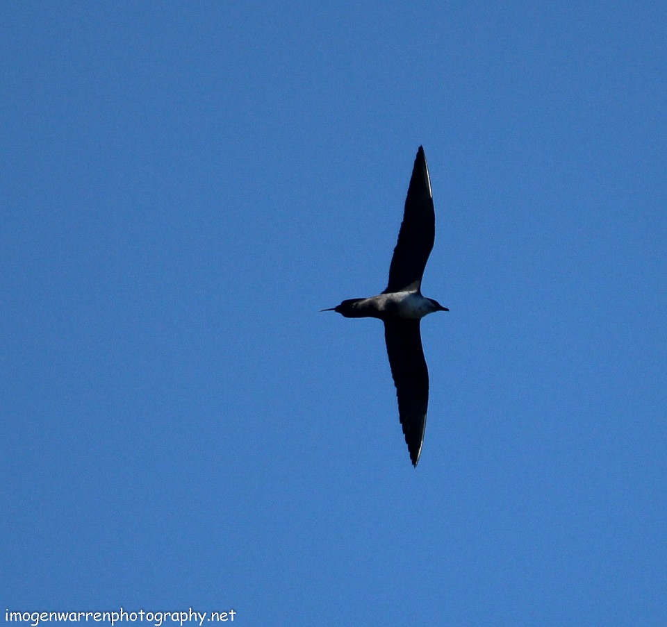 Long-tailed Jaeger - ML123318411