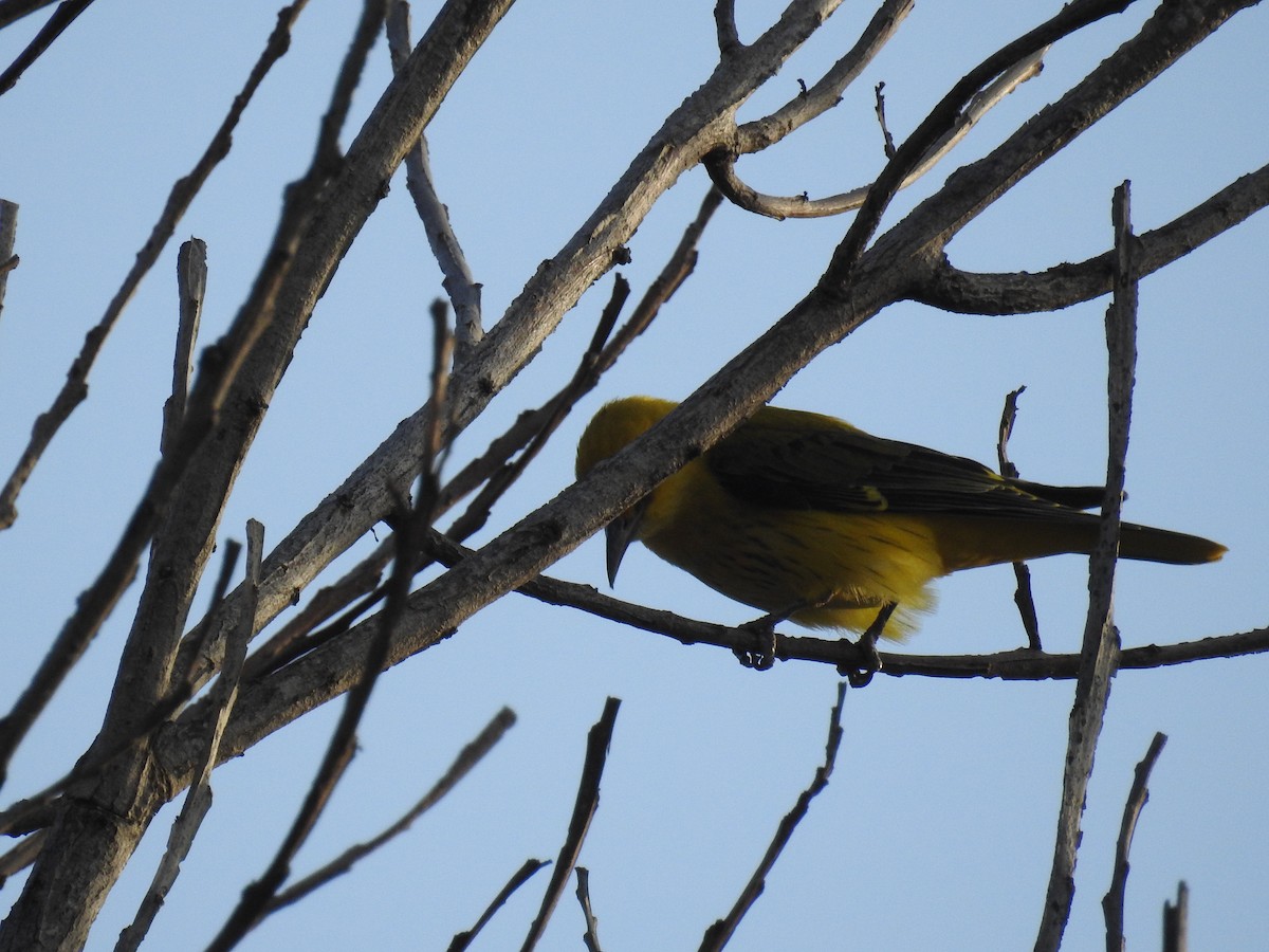 Indian Golden Oriole - ML123318541