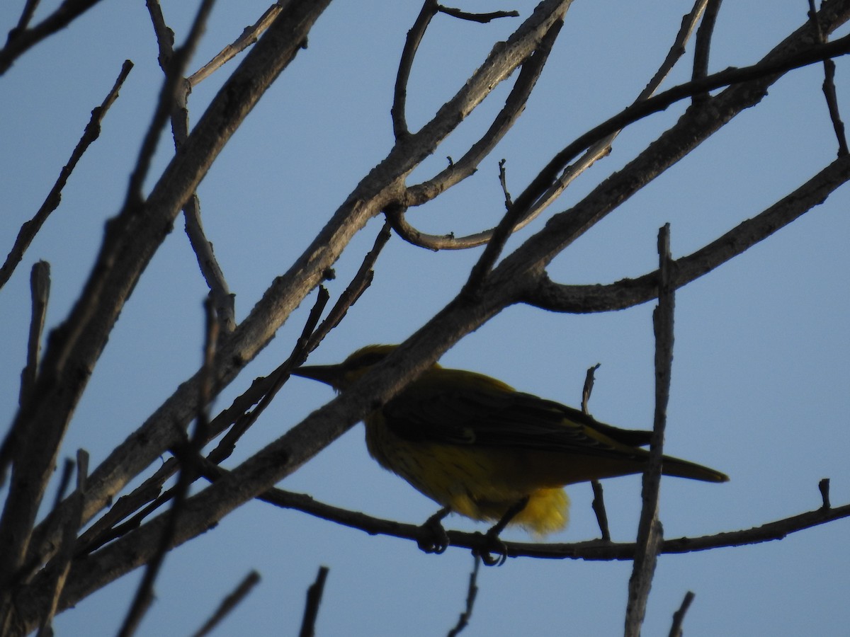 Indian Golden Oriole - ML123318551