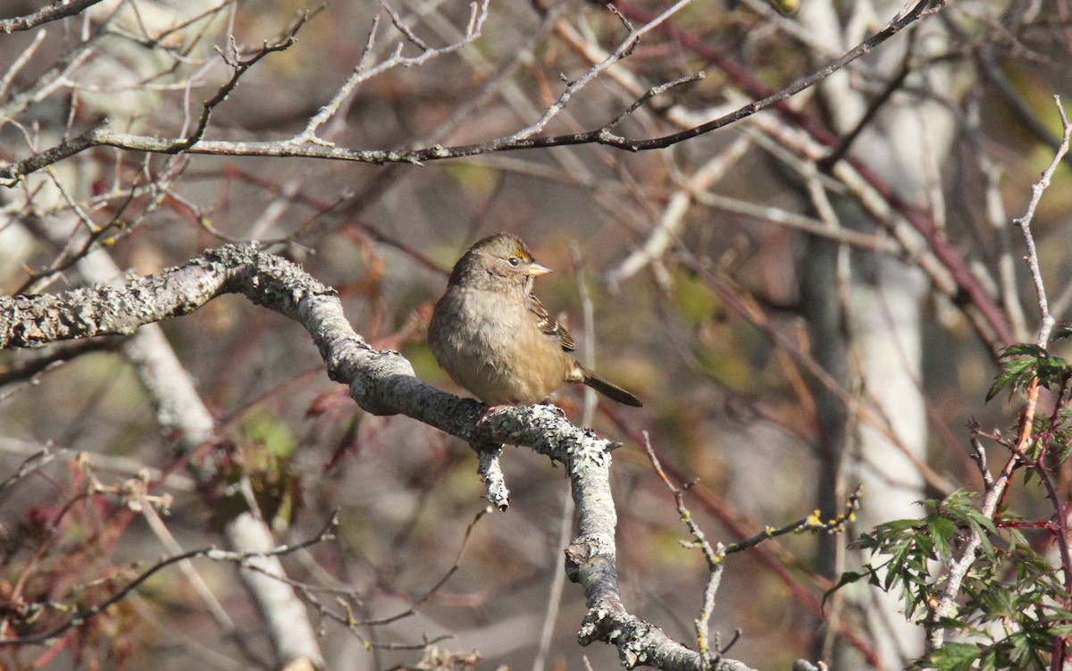 Golden-crowned Sparrow - Daniel Donnecke