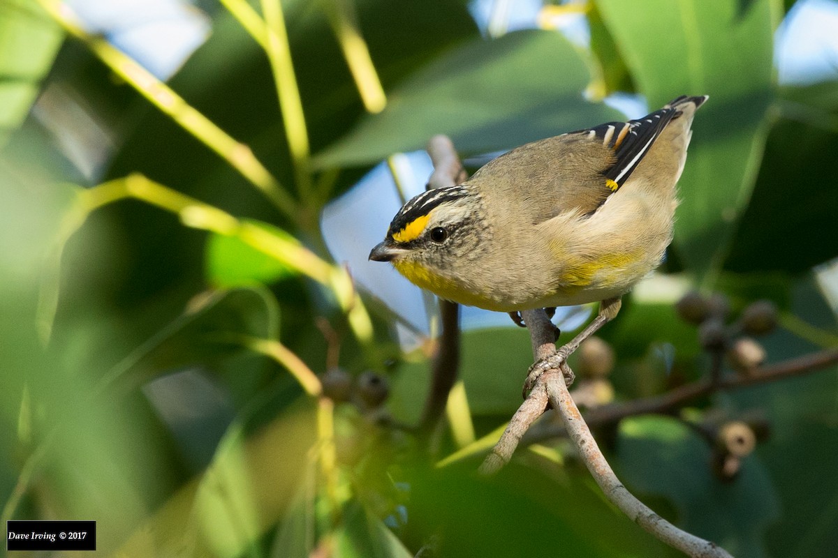 Striated Pardalote (Yellow-tipped) - ML123321111