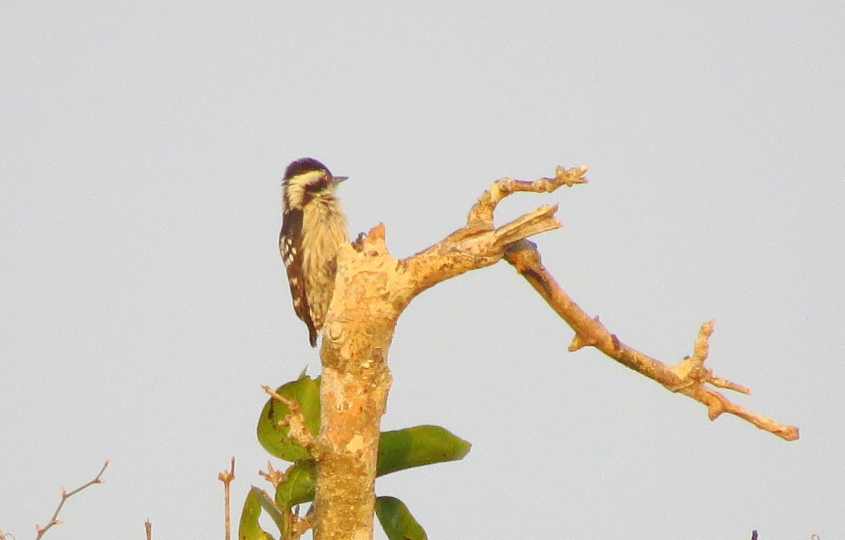 Brown-capped Pygmy Woodpecker - ML123323541