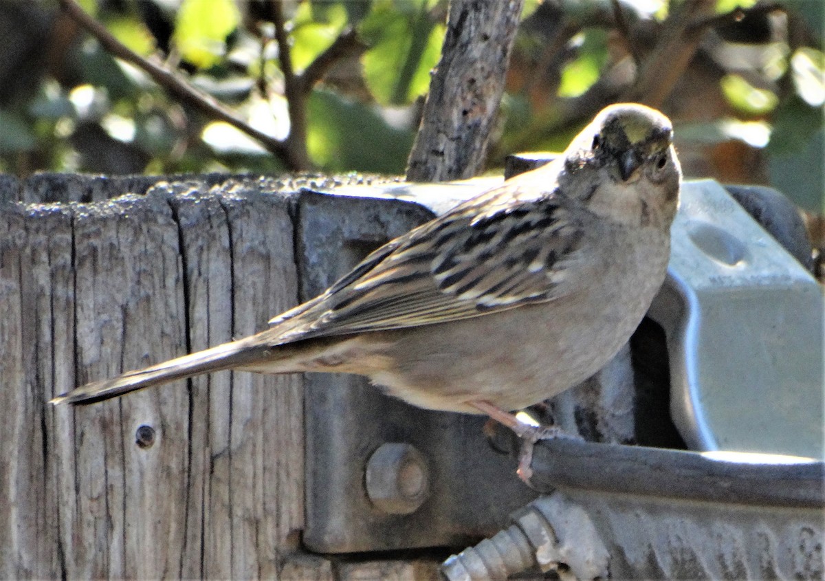 Golden-crowned Sparrow - Joe Beck