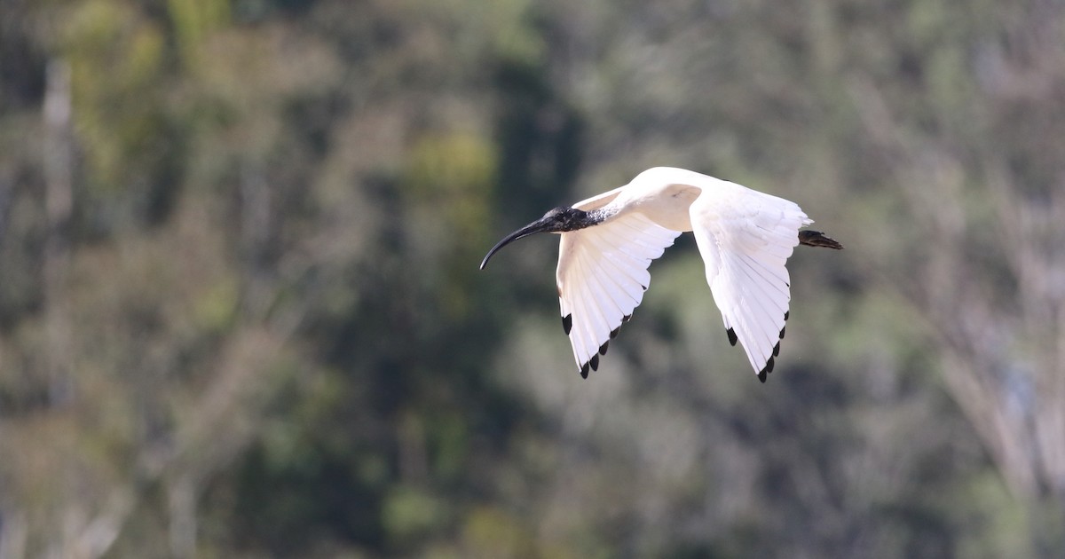ibis australský - ML123329341