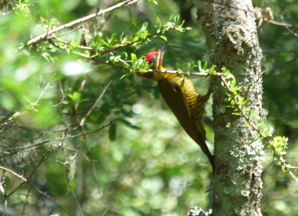Golden-green Woodpecker - ML123333661