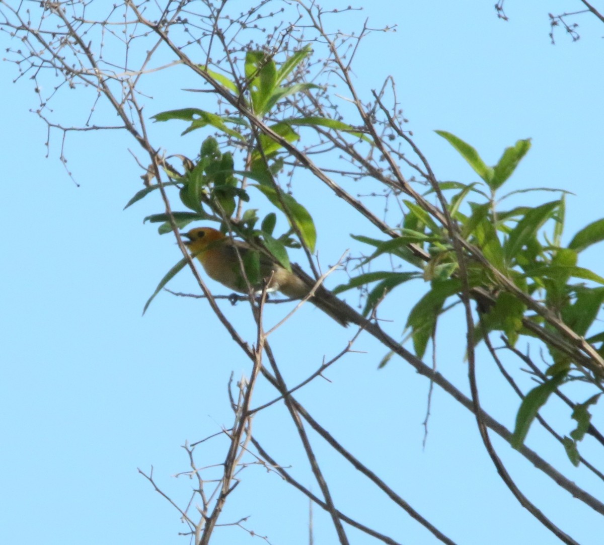 Orange-headed Tanager - Anelisa  Magalhães