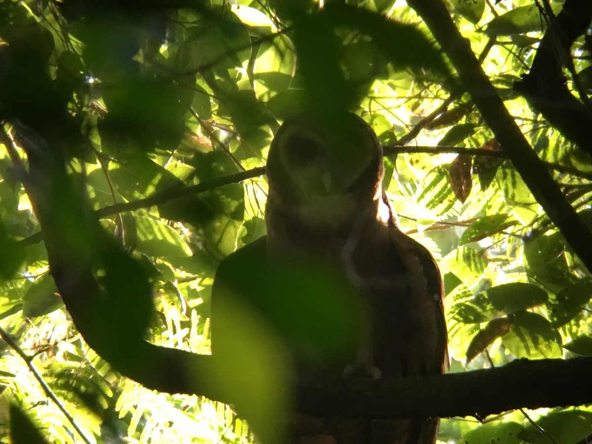 Brown Wood-Owl - ML123336651