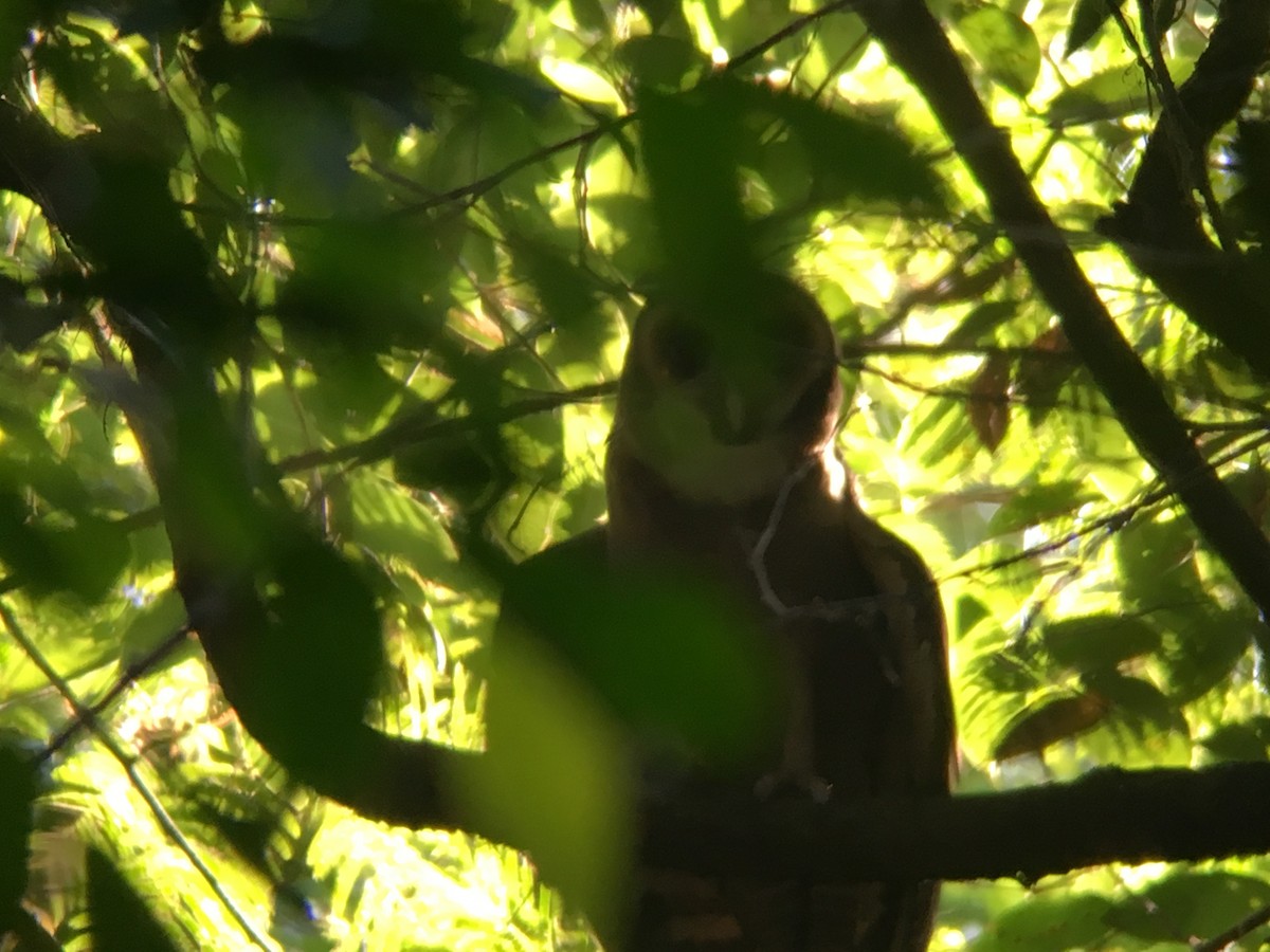 Brown Wood-Owl - Sarom Reth