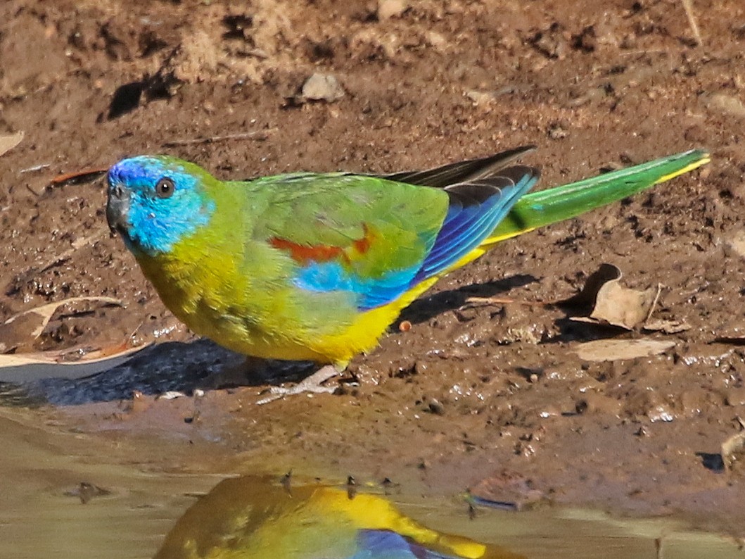 Turquoise Parrot - David Ongley