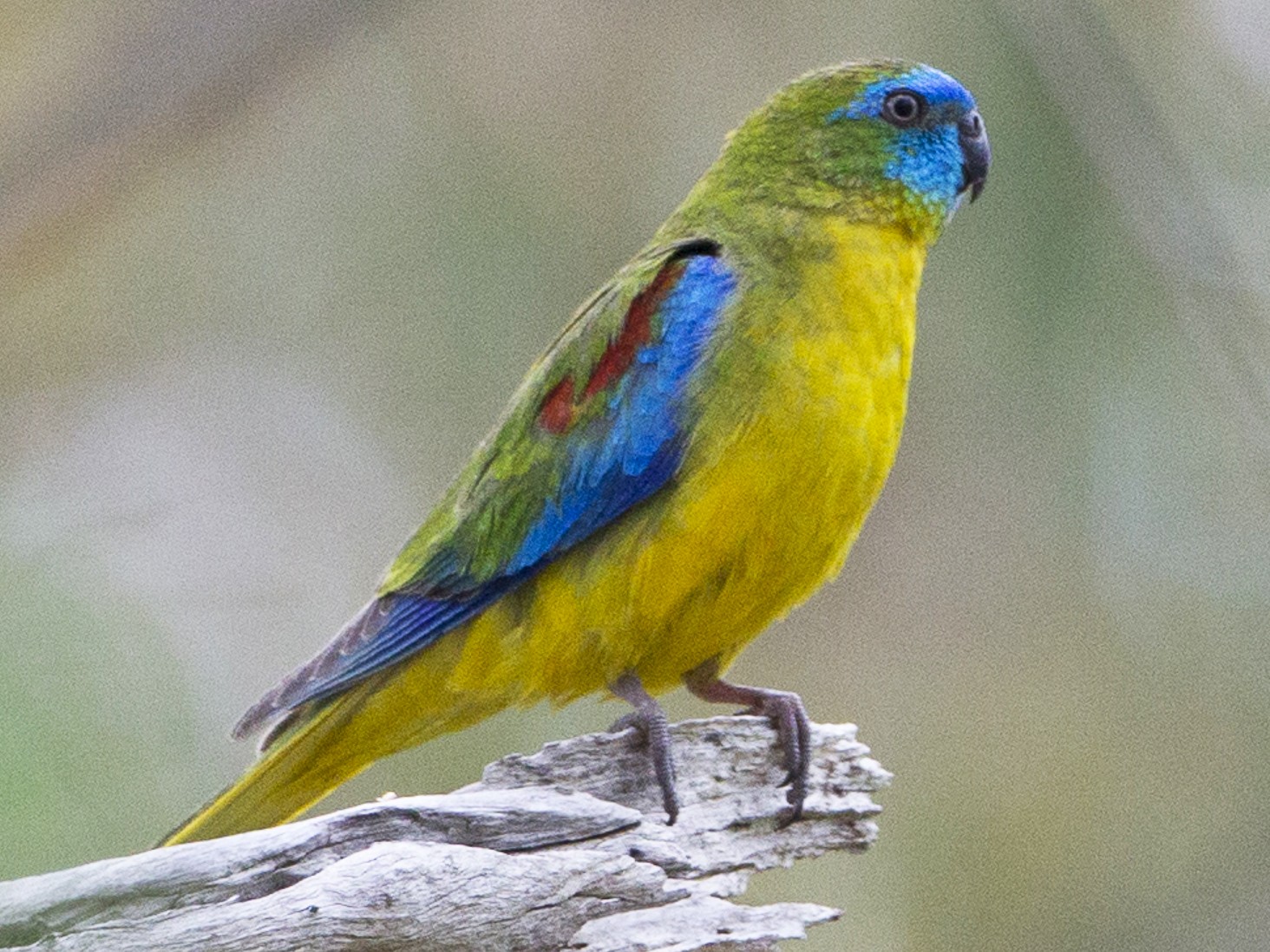 turquoise parakeet