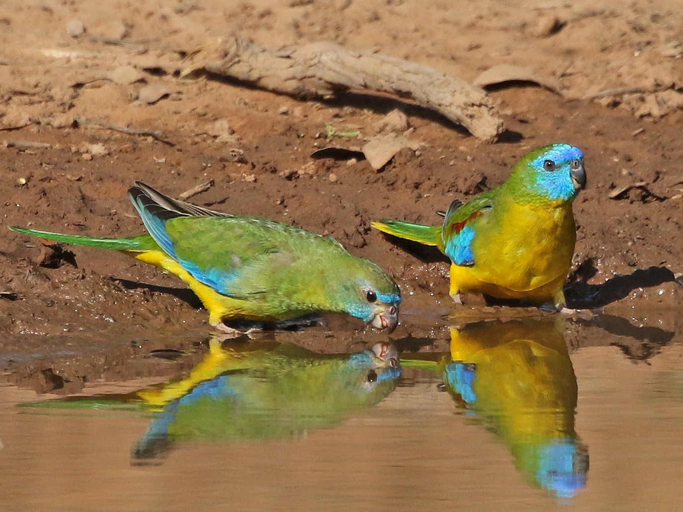 Turquoise Parrot - David Ongley