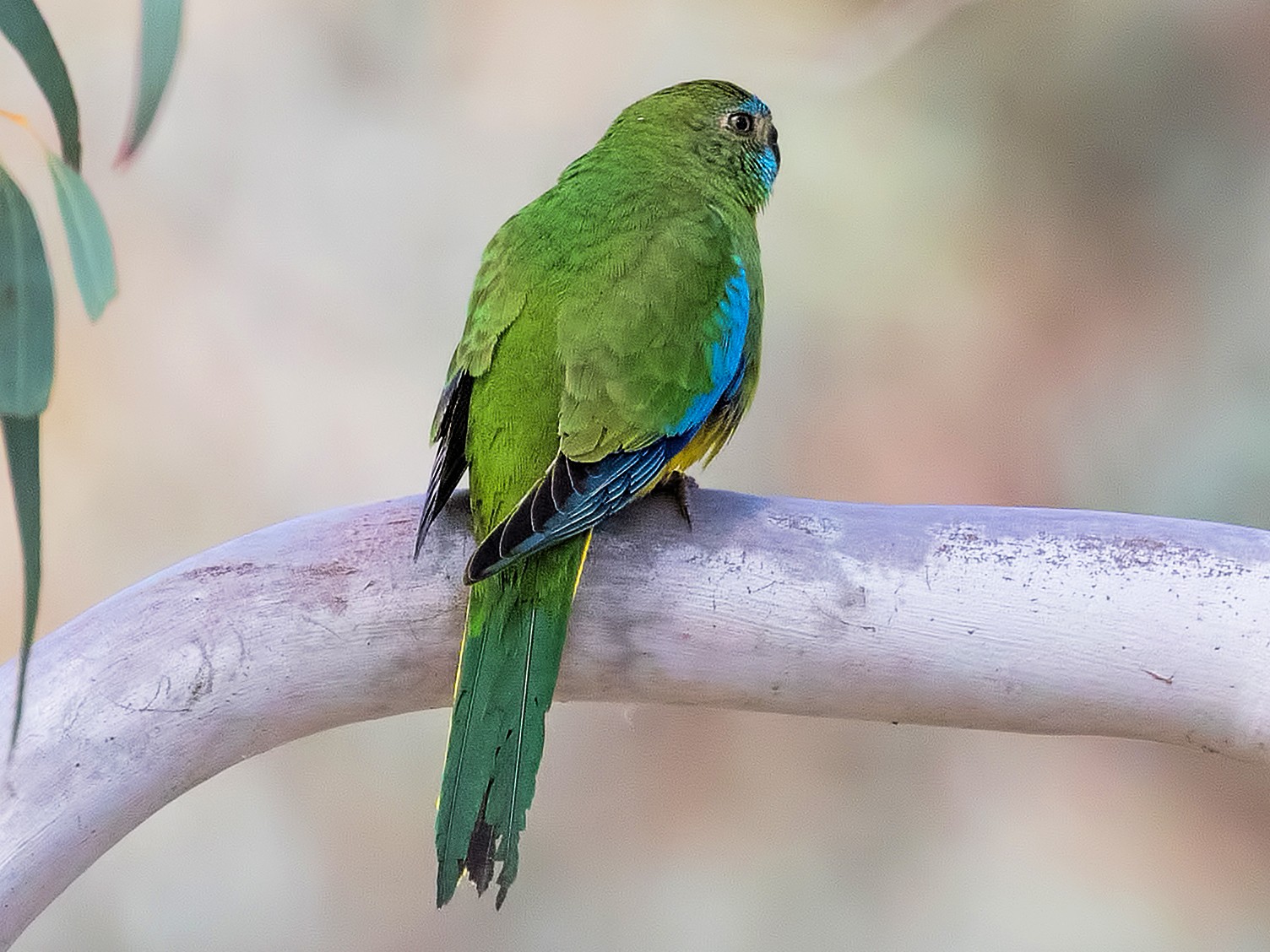 Turquoise Parrot - Julie Clark