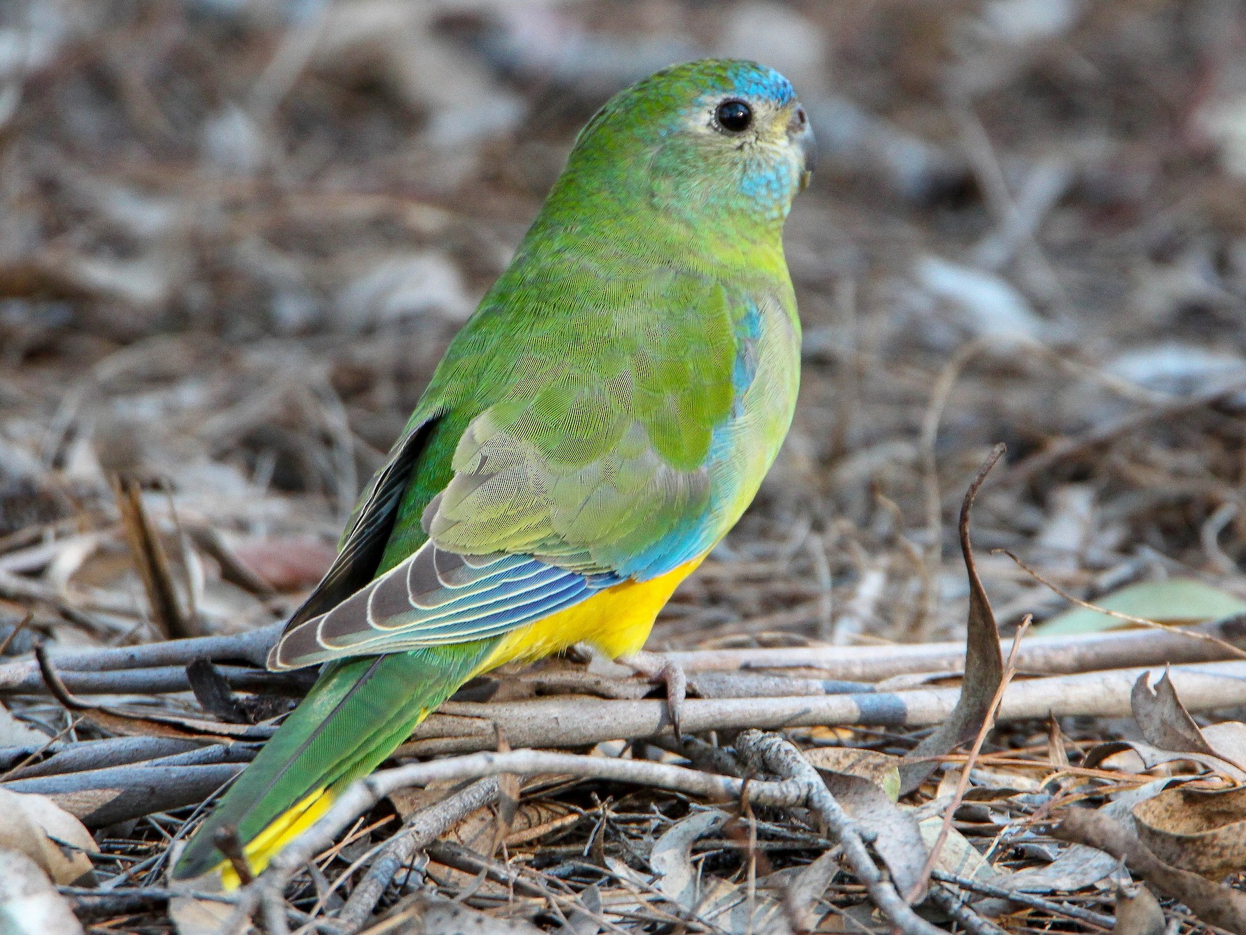 turquoise parakeet