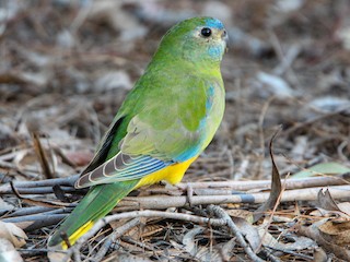 turquoisine bird