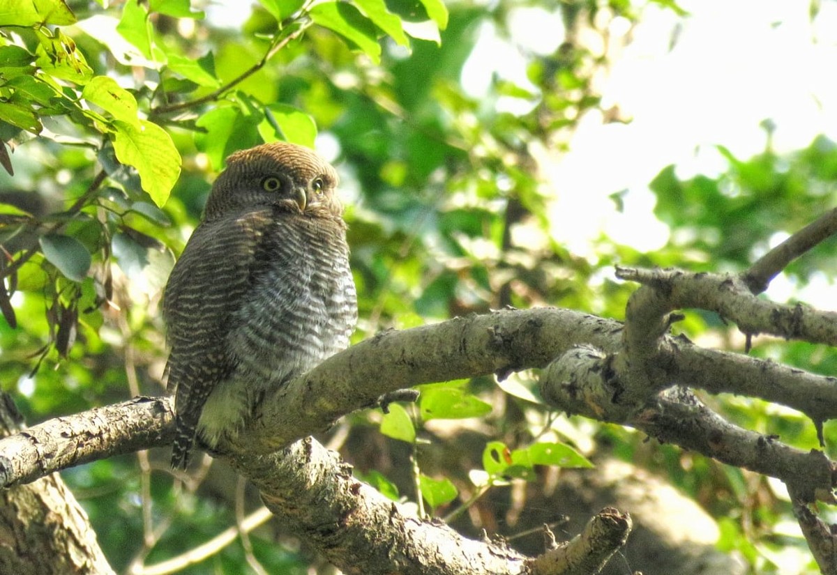 Jungle Owlet - Sumiti Saharan