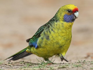  - Green Rosella