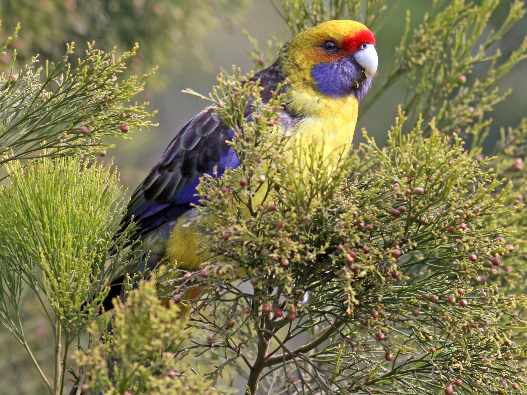 Green Rosella - Alan Melville