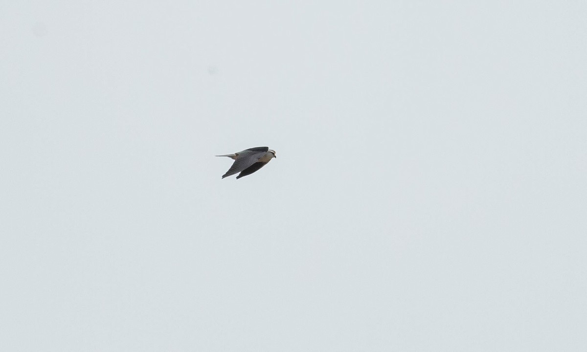 Black-winged Kite (Asian) - Paul Fenwick