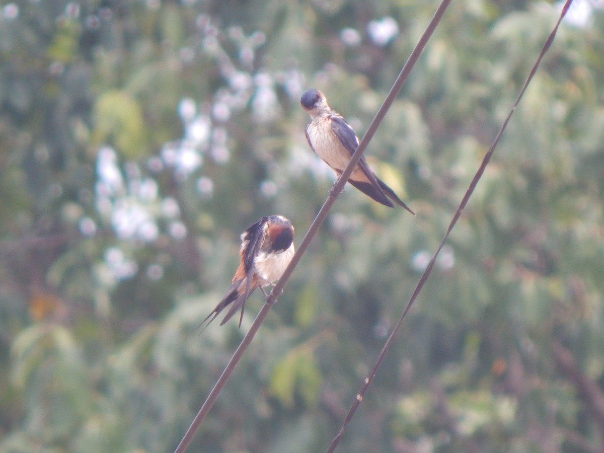 Red-rumped Swallow - ML123345221