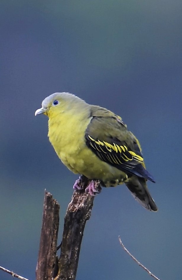 Gray-fronted Green-Pigeon - ML123346881