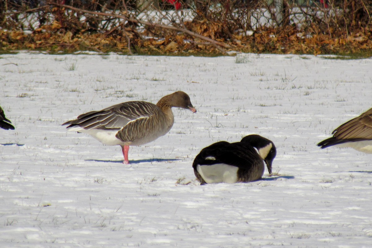 Pink-footed Goose - Patricia and Richard Williams