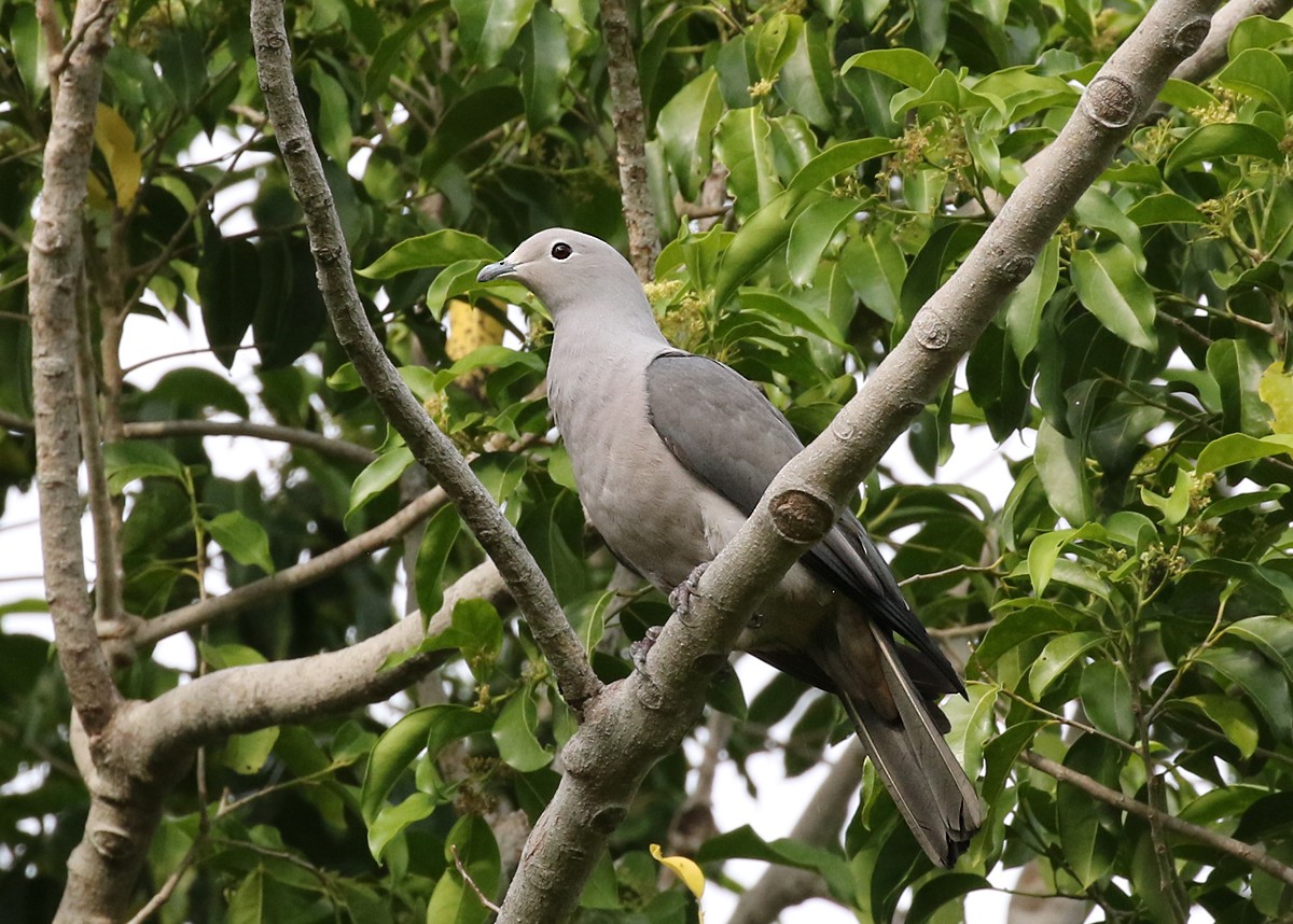 Gray Imperial-Pigeon - ML123347101