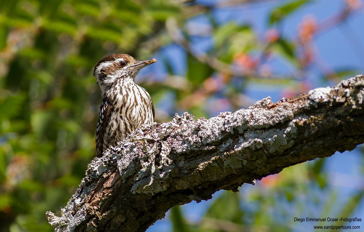 Checkered Woodpecker - Diego Oscar / Sandpiper Birding & Tours