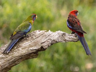 นกเต็มวัยและนกเด็ก (Crimson) - John  Van Doorn - ML123352031